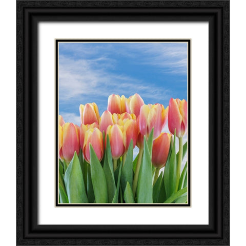 USA- Washington State- Seabeck. Red and yellow tulips in bloom. Black Ornate Wood Framed Art Print with Double Matting by Jaynes Gallery