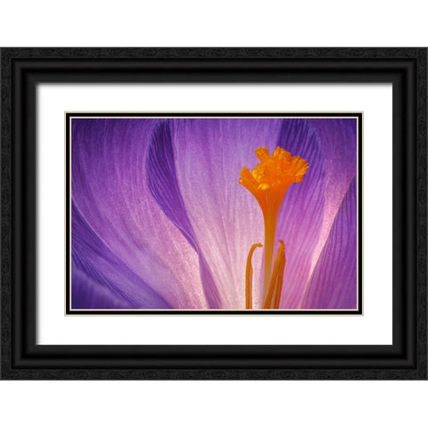USA- Washington State- Seabeck. Purple crocus blossom close-up. Black Ornate Wood Framed Art Print with Double Matting by Jaynes Gallery