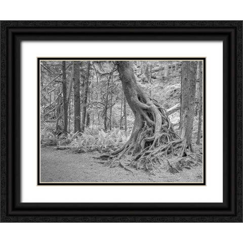 Usa-Washington State-Olympic National Park Black Ornate Wood Framed Art Print with Double Matting by Sederquist, Betty