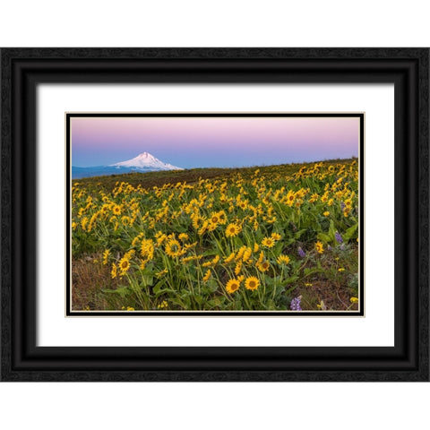 Spring wildflowers in full bloom on Dalles Mountain in Columbia Hills State Park near Lyle-Washingt Black Ornate Wood Framed Art Print with Double Matting by Haney, Chuck