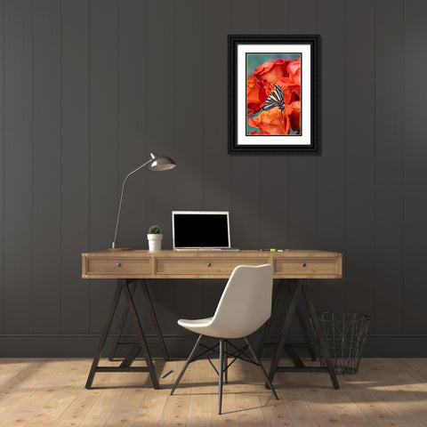 USA- Washington State- Sammamish. Zebra swallowtail butterfly on orange roses Black Ornate Wood Framed Art Print with Double Matting by Gulin, Darrell