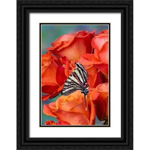 USA- Washington State- Sammamish. Zebra swallowtail butterfly on orange roses Black Ornate Wood Framed Art Print with Double Matting by Gulin, Darrell