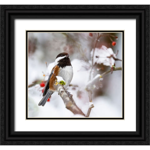 USA- Washington State- Sammamish. Chestnut Chickadee on snow covered Crabapple tree Black Ornate Wood Framed Art Print with Double Matting by Gulin, Darrell