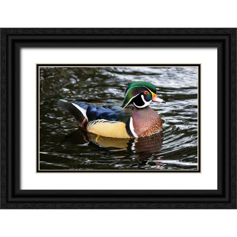 USA- Washington State- Sammamish. Yellow Lake with male drake wood duck Black Ornate Wood Framed Art Print with Double Matting by Gulin, Darrell