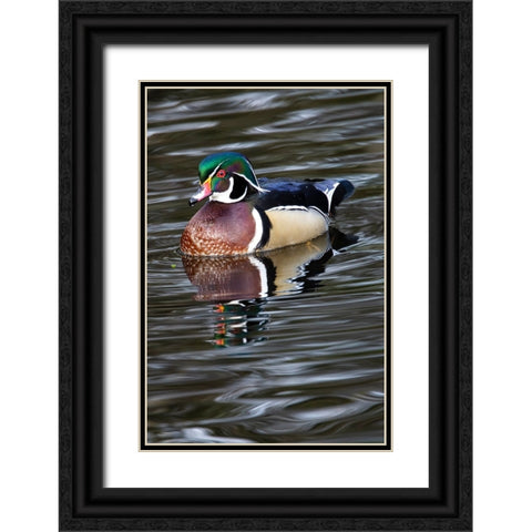 USA- Washington State- Sammamish. Yellow Lake with male drake wood duck Black Ornate Wood Framed Art Print with Double Matting by Gulin, Darrell