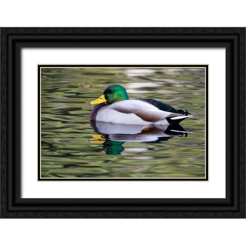 USA- Washington State- Sammamish. Yellow Lake with male drake mallard duck. Black Ornate Wood Framed Art Print with Double Matting by Gulin, Darrell