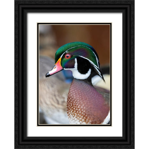 USA- Washington State- Sammamish. Yellow Lake with male drake wood duck Black Ornate Wood Framed Art Print with Double Matting by Gulin, Darrell