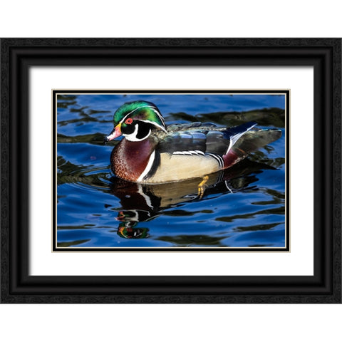 USA- Washington State- Sammamish. Yellow Lake with male drake wood duck Black Ornate Wood Framed Art Print with Double Matting by Gulin, Darrell