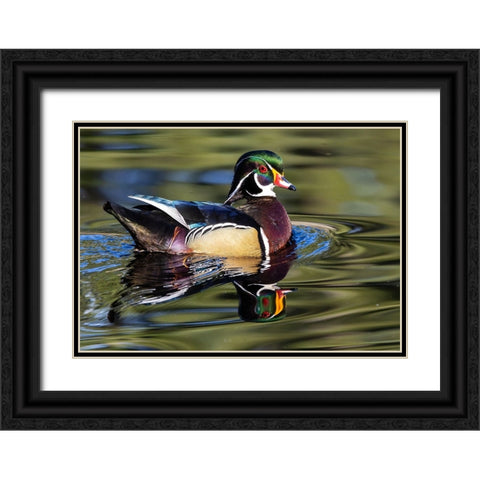 USA- Washington State- Sammamish. Yellow Lake with male drake wood duck Black Ornate Wood Framed Art Print with Double Matting by Gulin, Darrell