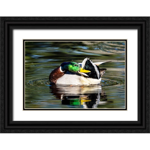 USA- Washington State- Sammamish. preening Mallard Drake duck Yellow lake Black Ornate Wood Framed Art Print with Double Matting by Gulin, Darrell