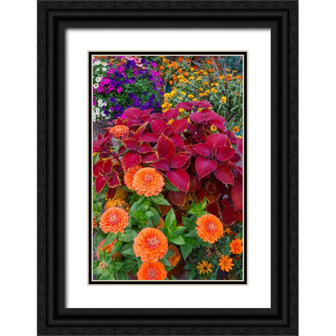 USA- Washington State- Sammamish. Garden with summer annual flowers- with zinnias and coleus- Black Ornate Wood Framed Art Print with Double Matting by Gulin, Darrell