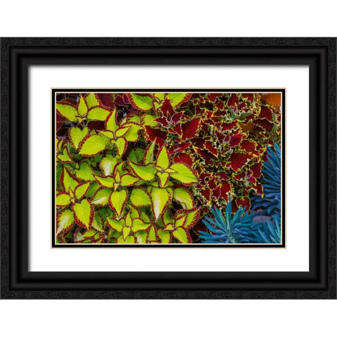 USA- Washington State- Sammamish. Garden with summer annual flowers Coleus Black Ornate Wood Framed Art Print with Double Matting by Gulin, Darrell
