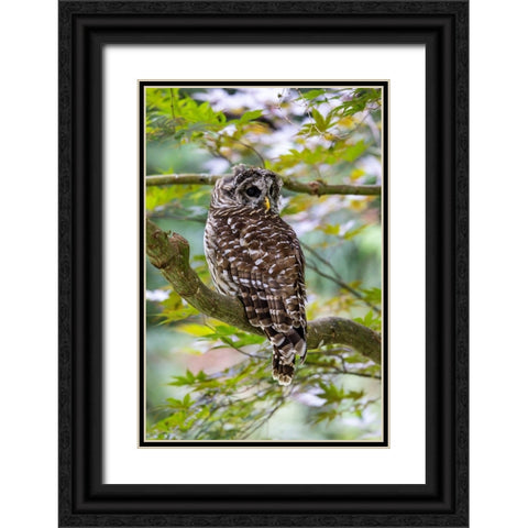USA- Washington State- Sammamish. Barred Owl perched in Japanese Maple Tree Black Ornate Wood Framed Art Print with Double Matting by Gulin, Darrell