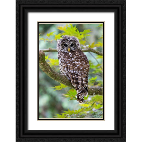 USA- Washington State- Sammamish. Barred Owl perched in Japanese Maple Tree Black Ornate Wood Framed Art Print with Double Matting by Gulin, Darrell