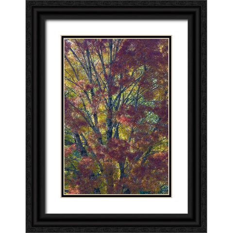USA- Washington State. Near Preston fall colored tree in bronze tones Black Ornate Wood Framed Art Print with Double Matting by Gulin, Darrell