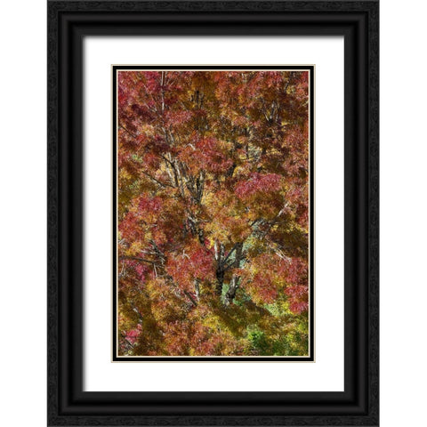 USA- Washington State. Near Preston fall colored tree in bronze tones Black Ornate Wood Framed Art Print with Double Matting by Gulin, Darrell