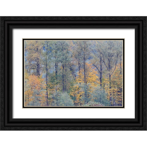 USA- Washington State. Near Preston fall colored trees Black Ornate Wood Framed Art Print with Double Matting by Gulin, Darrell