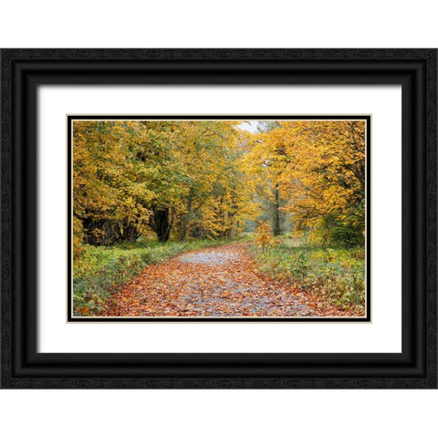 USA- Washington State. Big Leaf Maple trees in autumn colors near Darrington Black Ornate Wood Framed Art Print with Double Matting by Gulin, Darrell
