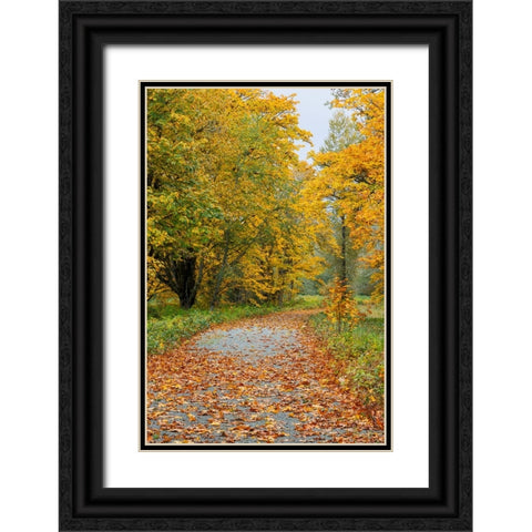 USA- Washington State. Big Leaf Maple trees in autumn colors near Darrington Black Ornate Wood Framed Art Print with Double Matting by Gulin, Darrell