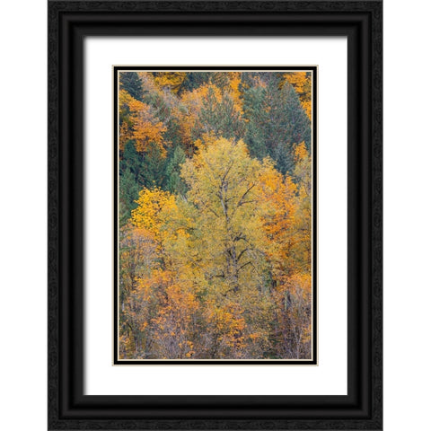 USA- Washington State. Big Leaf Maple trees in autumn colors near Darrington off of Highway 530 Black Ornate Wood Framed Art Print with Double Matting by Gulin, Darrell
