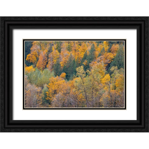 USA- Washington State. Big Leaf Maple trees in autumn colors near Darrington off of Highway 530 Black Ornate Wood Framed Art Print with Double Matting by Gulin, Darrell