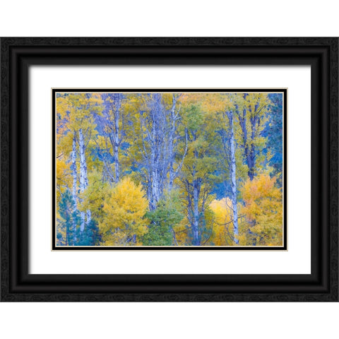 USA- Washington State. Aspens in fall color near Winthrop Black Ornate Wood Framed Art Print with Double Matting by Gulin, Darrell
