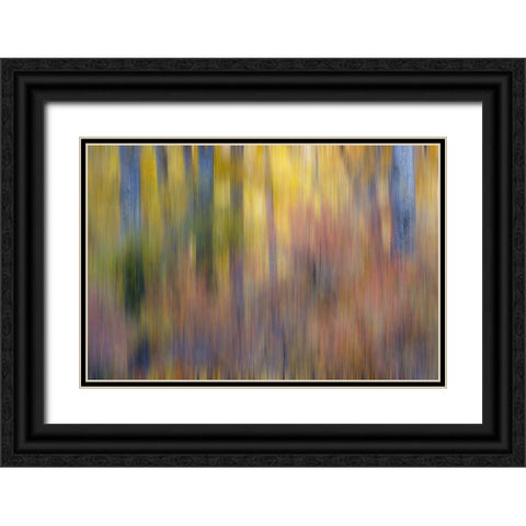 USA- Washington State. Cottonwoods in fall color near Winthrop Black Ornate Wood Framed Art Print with Double Matting by Gulin, Darrell