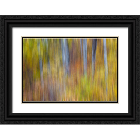 USA- Washington State. Cottonwoods in fall color near Winthrop Black Ornate Wood Framed Art Print with Double Matting by Gulin, Darrell
