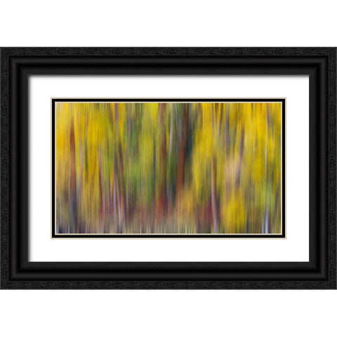 USA- Washington State- Cle Elum. Cottonwoods in autumn along the Yakima River Black Ornate Wood Framed Art Print with Double Matting by Gulin, Darrell