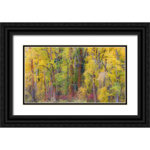 USA- Washington State- Cle Elum. Cottonwoods in autumn along the Yakima River Black Ornate Wood Framed Art Print with Double Matting by Gulin, Darrell