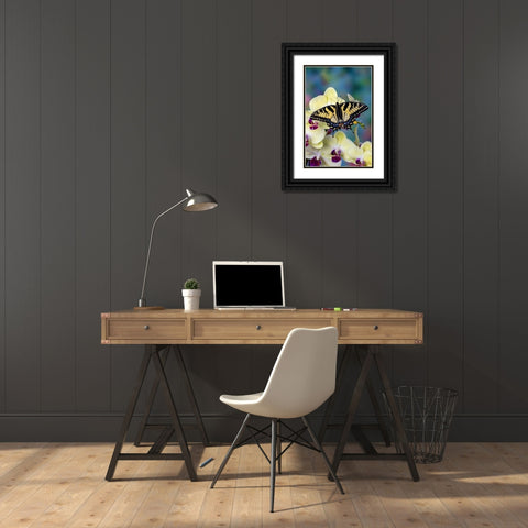 USA- Washington State- Sammamish. Eastern tiger swallowtail butterfly on Orchid Black Ornate Wood Framed Art Print with Double Matting by Gulin, Darrell