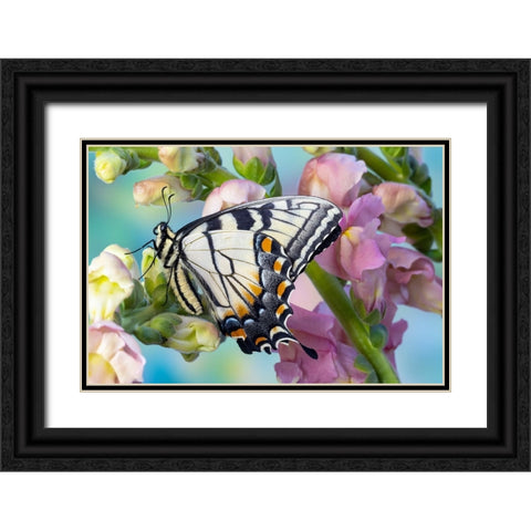 USA- Washington State- Sammamish. Eastern tiger swallowtail butterfly on Snapdragon Black Ornate Wood Framed Art Print with Double Matting by Gulin, Darrell