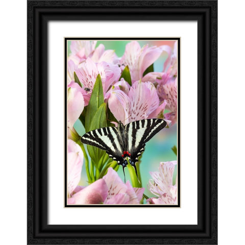 USA- Washington State- Sammamish. Zebra swallowtail butterfly on pink Peruvian lily Black Ornate Wood Framed Art Print with Double Matting by Gulin, Darrell