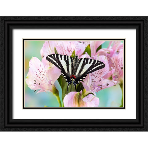 USA- Washington State- Sammamish. Zebra swallowtail butterfly on pink Peruvian lily Black Ornate Wood Framed Art Print with Double Matting by Gulin, Darrell
