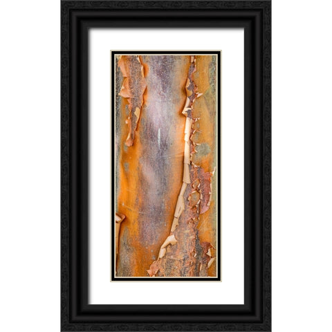 USA- Washington State. Bellevue Botanical garden and tree bark Black Ornate Wood Framed Art Print with Double Matting by Gulin, Darrell