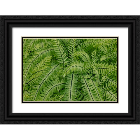 USA- Washington State. Bellevue Botanical garden Black Ornate Wood Framed Art Print with Double Matting by Gulin, Darrell
