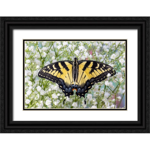 USA- Washington State- Sammamish. Eastern tiger swallowtail butterfly Black Ornate Wood Framed Art Print with Double Matting by Gulin, Darrell
