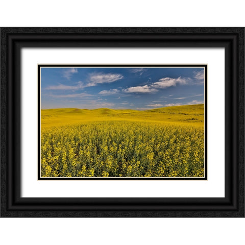 USA- Washington State- Palouse. Springtime landscape and Canola fields Black Ornate Wood Framed Art Print with Double Matting by Gulin, Darrell
