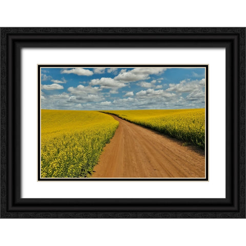 USA- Washington State- Palouse. Springtime landscape dirt roadway and Canola fields Black Ornate Wood Framed Art Print with Double Matting by Gulin, Darrell