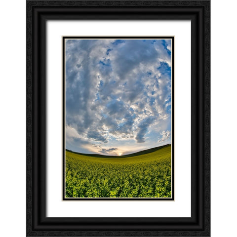USA- Washington State- Palouse. Springtime landscape and Canola fields Black Ornate Wood Framed Art Print with Double Matting by Gulin, Darrell