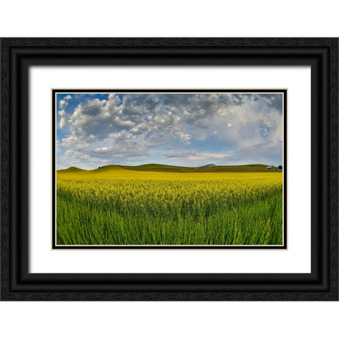 USA- Washington State- Palouse. Springtime landscape and Canola fields Black Ornate Wood Framed Art Print with Double Matting by Gulin, Darrell