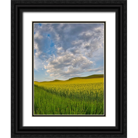 USA- Washington State- Palouse. Springtime landscape and Canola fields Black Ornate Wood Framed Art Print with Double Matting by Gulin, Darrell