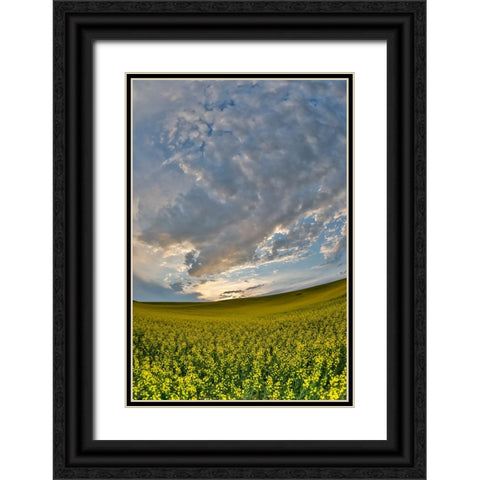 USA- Washington State- Palouse. Springtime landscape and Canola fields Black Ornate Wood Framed Art Print with Double Matting by Gulin, Darrell