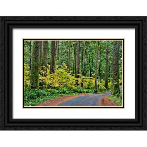 USA- Washington State- Darrington. Curved roadway in autumn forest of fir and vine maple trees Black Ornate Wood Framed Art Print with Double Matting by Gulin, Darrell