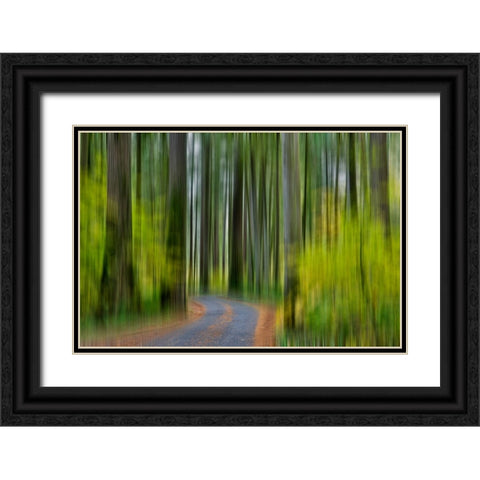 USA- Washington State- Darrington. Curved roadway in autumn forest of fir and vine maple trees Black Ornate Wood Framed Art Print with Double Matting by Gulin, Darrell