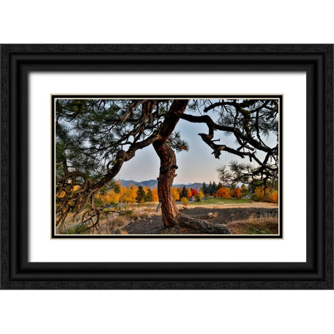 USA- Washington State- Winthrop- Sun Mountain and lone pine tree Black Ornate Wood Framed Art Print with Double Matting by Gulin, Darrell