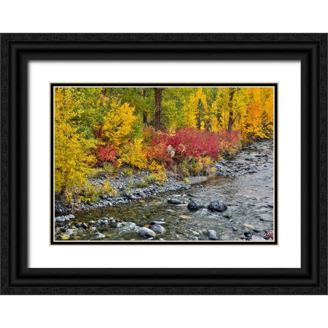 USA- Washington State. Cottonwoods and wild dogwood along Peshastin Creek- off of Highway 97 Black Ornate Wood Framed Art Print with Double Matting by Gulin, Darrell