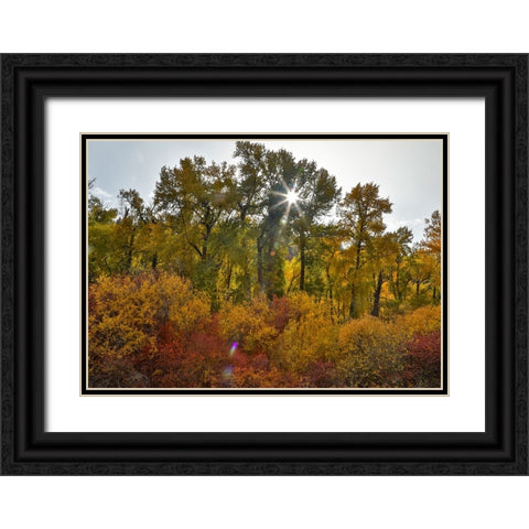 USA- Washington State. Cottonwoods and wild dogwoods trees in Autumn Color. Black Ornate Wood Framed Art Print with Double Matting by Gulin, Darrell