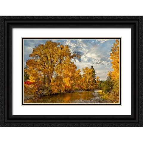 USA- Washington State. Cottonwoods and wild dogwoods trees in Autumn Color along the Yakima River Black Ornate Wood Framed Art Print with Double Matting by Gulin, Darrell