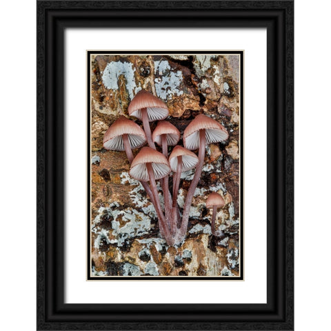 USA- Washington State- Sammamish. Mushrooms growing on fall alder tree log Black Ornate Wood Framed Art Print with Double Matting by Gulin, Darrell